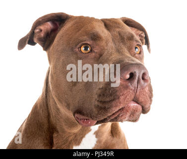 Pitbull Red Nose davanti a uno sfondo bianco Foto Stock