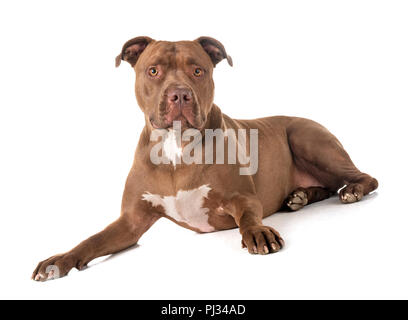 Pitbull Red Nose davanti a uno sfondo bianco Foto Stock