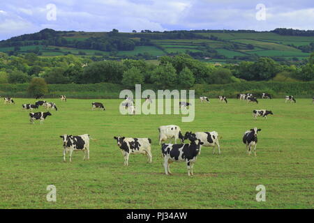 Bovini di razza Holstein su un caseificio di Ax Valley, Devon Foto Stock