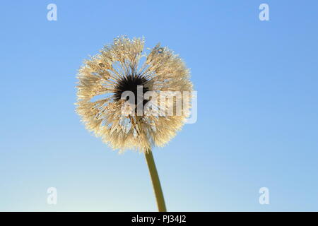 Fiore di tarassaco capo coperto di rugiada di mattina Foto Stock