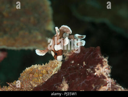 Arlecchino sweetlips capretti (Plectorhinchus chaetodonoides) nuoto su coralli di Bali. Il novellame imitare il movimento di un velenoso flatworm per de Foto Stock
