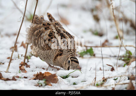 Woodcock(Scolopax rusticola) alimentazione in suolo coperto di neve preda per gli elementi. Foto Stock