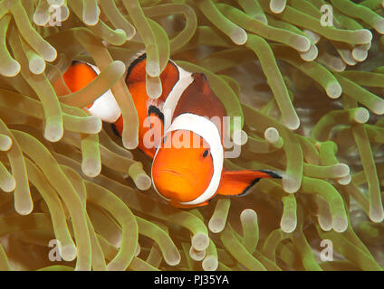 Ocellaris clownfish ( Aphiprion ocellaris ) o false clown anemonefish shelter stesso tra i tentacoli velenosi di una magnifica anemone marittimo ( Het Foto Stock