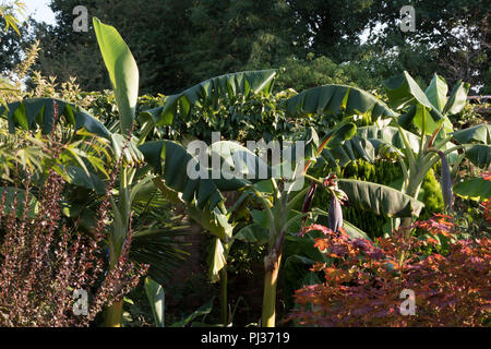 Le banane in un giardino inglese... Foto Stock