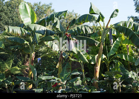 Le banane in un giardino inglese... Foto Stock
