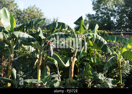 Le banane in un giardino inglese... Foto Stock