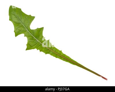 Freen tarassaco foglie isolati su sfondo bianco Foto Stock