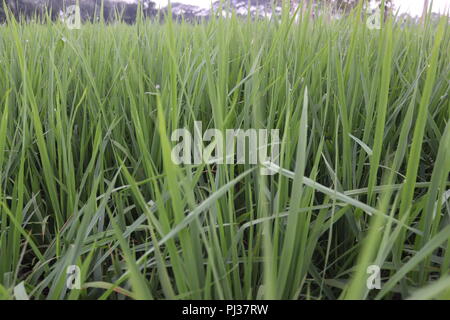 Marrone e bianco di mucche in un campo erboso su una luminosa e soleggiata giornata in Bangladesh.vacche su un campo verde. Foto Stock