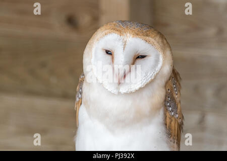 Il barbagianni in falconeria Foto Stock
