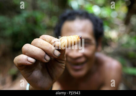 Mentawai locale che mostra una delicatezza locale - sago verme sul trekking, Mentawai, Siberut, Sumatra, Indonesia Foto Stock