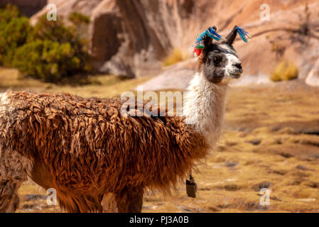 Ritratto di un llama cercando in Bolivia, Sud America Foto Stock