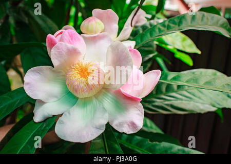 Gustavia gracillima, gustavia Bianco, Bianco fiore di loto a casa. Foto Stock