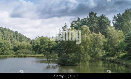 I boschi e il litorale dei laghi di pesca a Cannock Chase, AONB in Staffordshire. Foto Stock