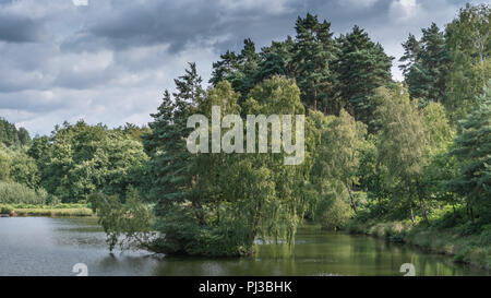 I boschi e il litorale dei laghi di pesca a Cannock Chase, AONB in Staffordshire. Foto Stock