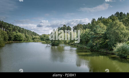 I boschi e il litorale dei laghi di pesca a Cannock Chase, AONB in Staffordshire. Foto Stock