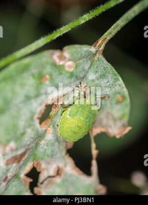 Schermo verde bug su una foglia morente Foto Stock