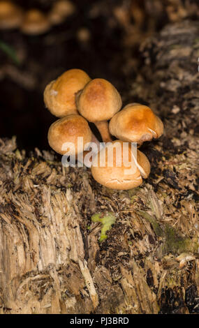 Testa a fungo di miele che cresce su un albero morto fuso a snodo Foto Stock