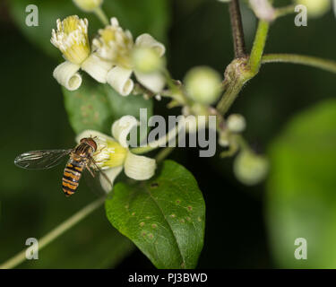 Hoverfly getting il nettare da un fiore bianco Foto Stock