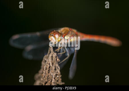 Libellula comune seduti sulla punta di un impianto Foto Stock