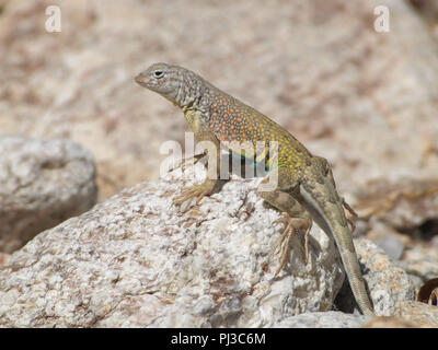 Ritratto di un maschio maggiore earless lizard nel Deserto di Sonora dell Arizona, Stati Uniti. Foto Stock