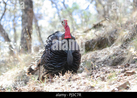 Un Rio Grande il tacchino selvatico gobbler in primavera. Foto Stock