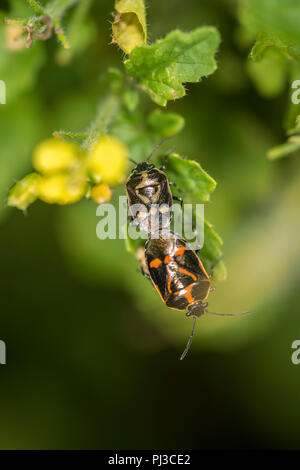 Due bug di protezione ninfe coniugata Foto Stock