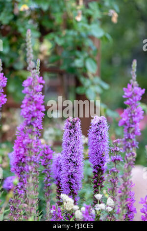 Colore carattere esterno immagine di Violetta liatris / blazing star fiore il giardino naturale prato prese di sfondo su un luminoso giorno di estate Foto Stock