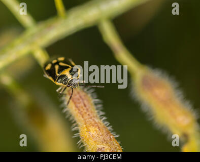 Appena tratteggiato marmorated marrone bug di protezione su un ramoscello Foto Stock