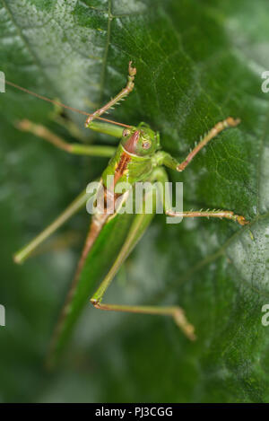 Grande macchia verde cricket seduto sul bordo di una foglia verde Foto Stock