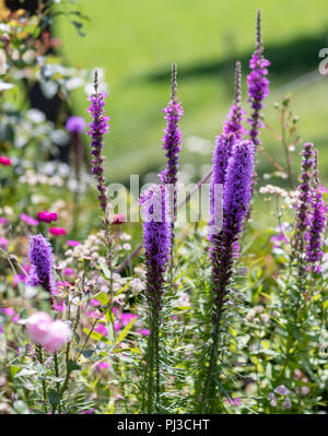 Colore carattere esterno immagine di Violetta liatris / blazing star fiore il giardino naturale prato prese di sfondo su un luminoso giorno di estate Foto Stock