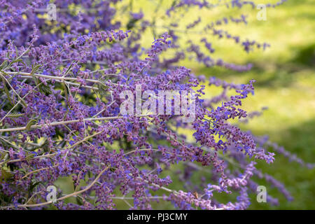 Il colore esterno dell'immagine floreale di un fiorire perovskia / russo sage / blu guglia arbusto prese su una soleggiata giornata estiva con sfocato naturale sfondo verde Foto Stock