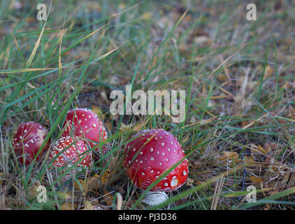 Un gruppo di quattro toadstools nell'erba. Foto Stock