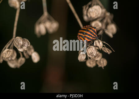 Menestrello bug sulla foglia di una pianta Foto Stock