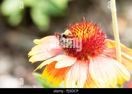 Macro di un Bumble Bee su una fiamma colorate Arizona Sun Flower (Gaillardia Arizona) raccogliendo il polline Foto Stock