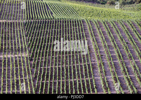 Vigneti e filari di viti, crescono sulle banche in pendenza del fiume Reno vicino a Filsen Foto Stock