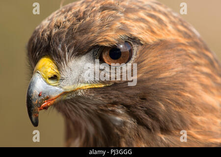 Red-tailed hawk (riabilitato animale), William Finley National Wildlife Refuge, Oregon Foto Stock
