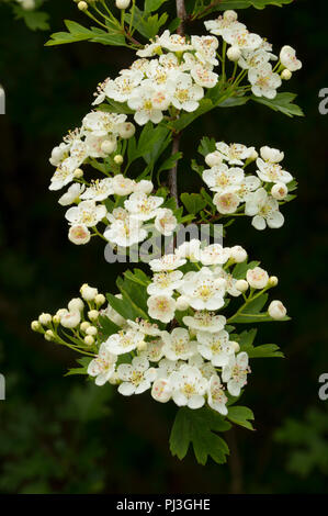 Western crabapple (Malus fusca), EE Wilson Area faunistica, Oregon Foto Stock