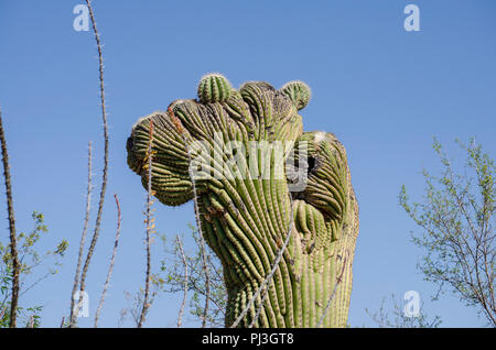 Cactus Saguaro contro un cielo blu. Foto Stock