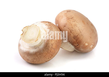 Royal Brown champignon isolati su sfondo bianco Foto Stock