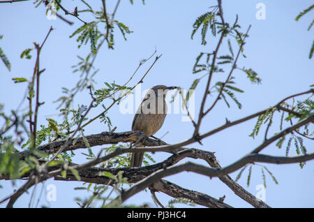 Primo piano di uccello grigio con macchie impostazione nella struttura ad albero. Foto Stock