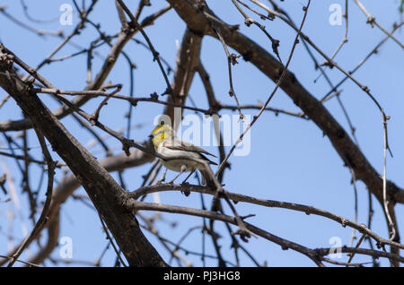 Giallo, grigio, bianco con un tocco di rosso, questo uccello impostazione nella struttura ad albero . Foto Stock