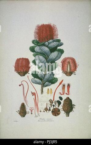 Banksia coccinea (Raccolto). Foto Stock