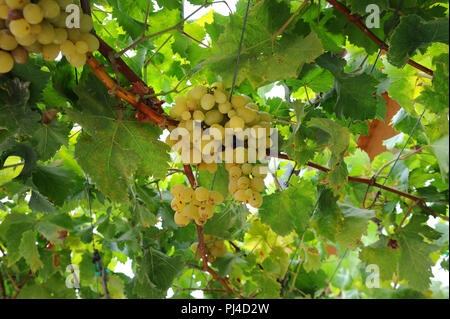 Il Sauvignon Blanc uva sulla vite Foto Stock