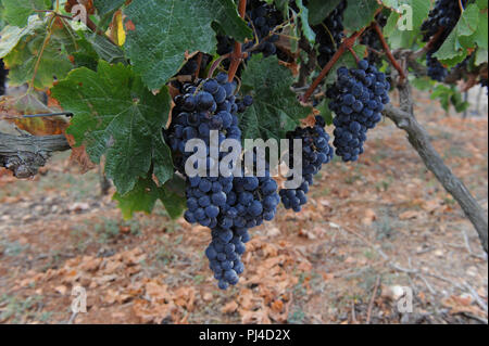 Merlot uva sulla vite Foto Stock