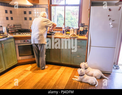 Cani a guardare il proprietario in pensione la cottura arrosto di pasto per il pranzo della domenica in cucina a casa - autentico scena nazionale Foto Stock