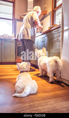 Westie cani Elemosinare il cibo come pensionato maschio senior di cuochi in cucina domestica - profondità di campo sulla West Highland White Terrier Foto Stock