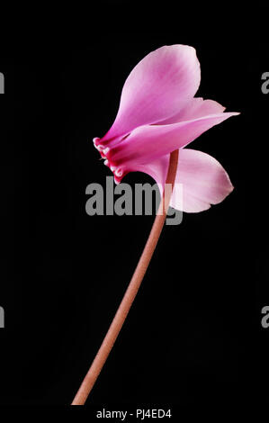 Ciclamino fiore isolata contro il nero Foto Stock