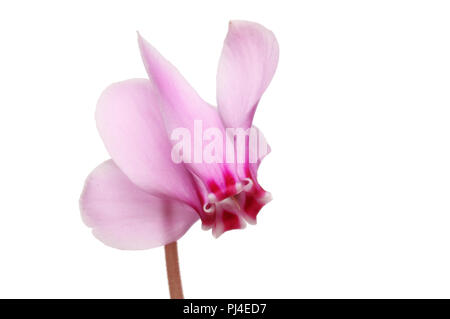 Ciclamino fiore isolata contro bianco Foto Stock