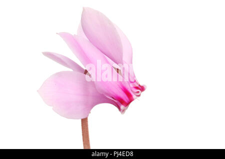 Ciclamino fiore isolata contro bianco Foto Stock