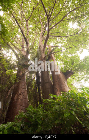 Cluster di tre giganteschi alberi di Boabab shot con un obiettivo grandangolare vicino a Vasai Fort, Mumbai Foto Stock